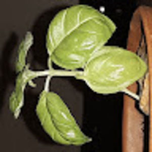 Meet your Posher, Oasis